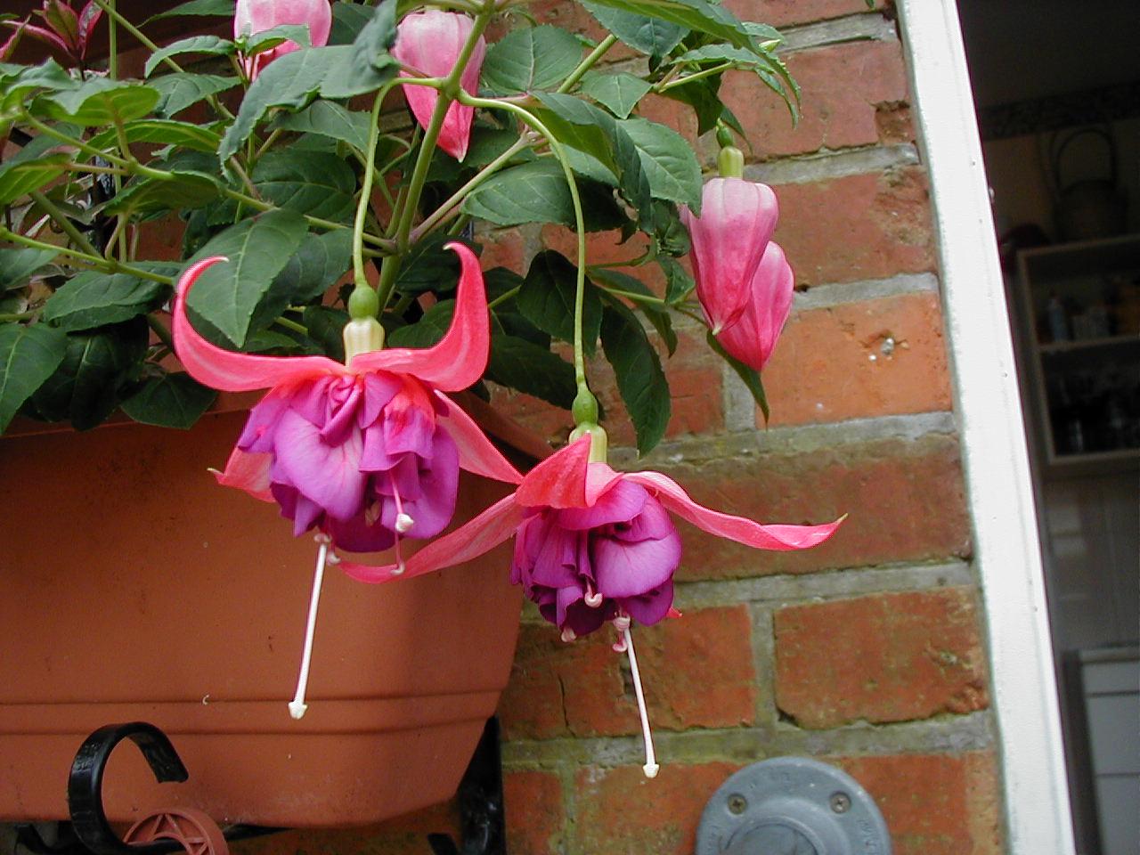 P7060036.jpg - 164140 Bytes