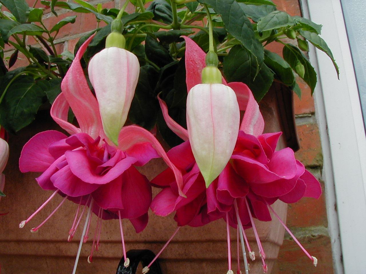 P7060037.jpg - 162034 Bytes