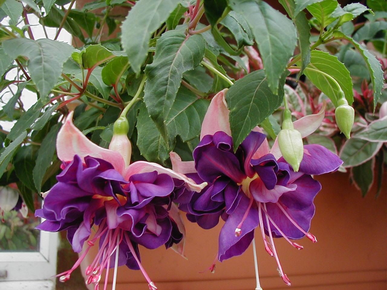 P7060038.jpg - 171865 Bytes